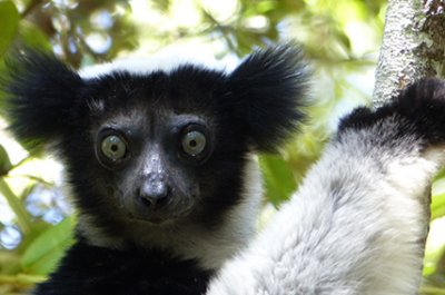Indri Indri in Madagaskar