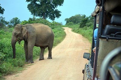 Sri Lanka Abenteuer Rundreise