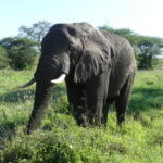 Elefant in der Serengeti