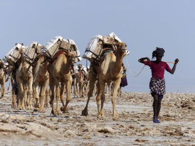 Äthiopien Abenteuerreise: Kamele in der Danakhil-Wüste
