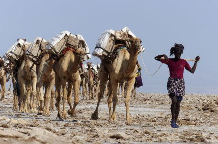 Äthiopien Abenteuerreise: Kamele in der Danakhil-Wüste