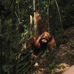 Sumatra Rundreise